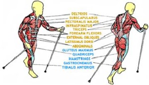 Muscle groups with poles